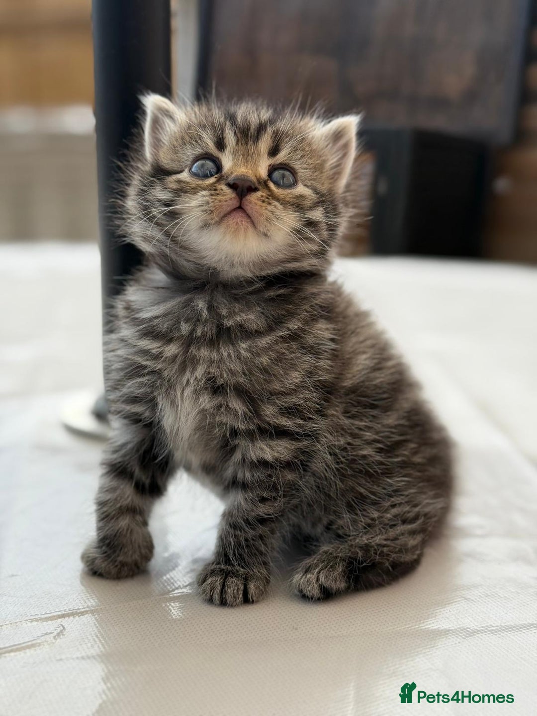 Persian cats for sale: 3 Stunning Female Kittens for Sale  - Image 1