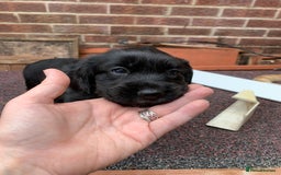 Cocker Spaniel dogs for sale: cocker spaniel pups ready for reserve - Image 21