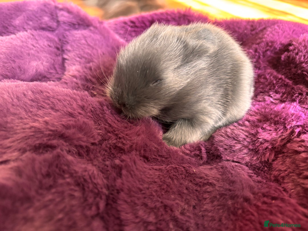 Mini Lion Lop rabbits for sale: Mini lion lops  - Image 10