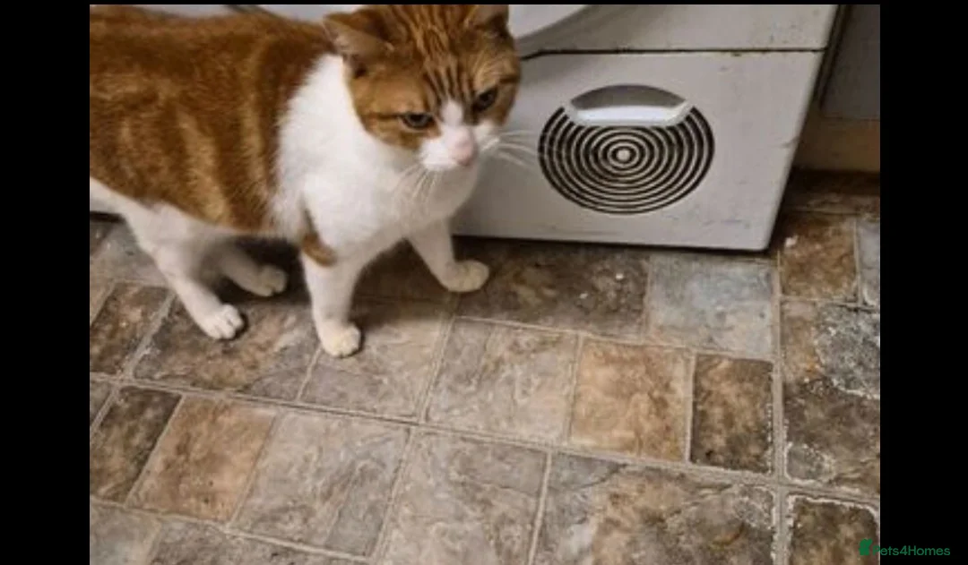 Turkish Angora cats for sale: 6 month old kitten needs a loving home  in Birmingham - Advert 2