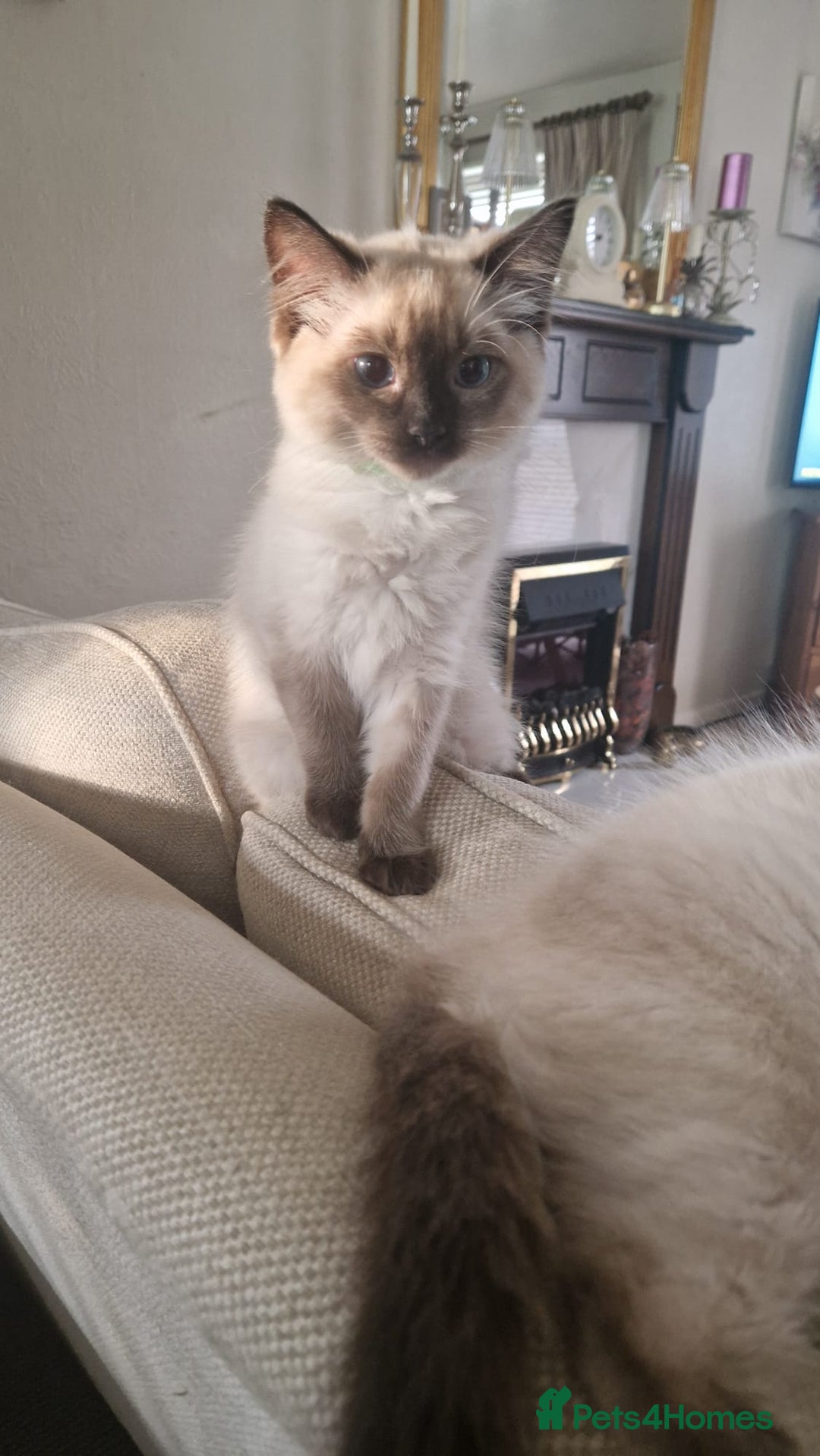 Ragdoll cats for sale: Last of litter -  female Ragdoll kitten (Reduced)  in Sheffield - Image 3