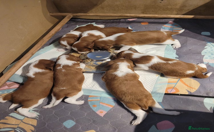 Welsh Springer Spaniel dogs - Advert 1