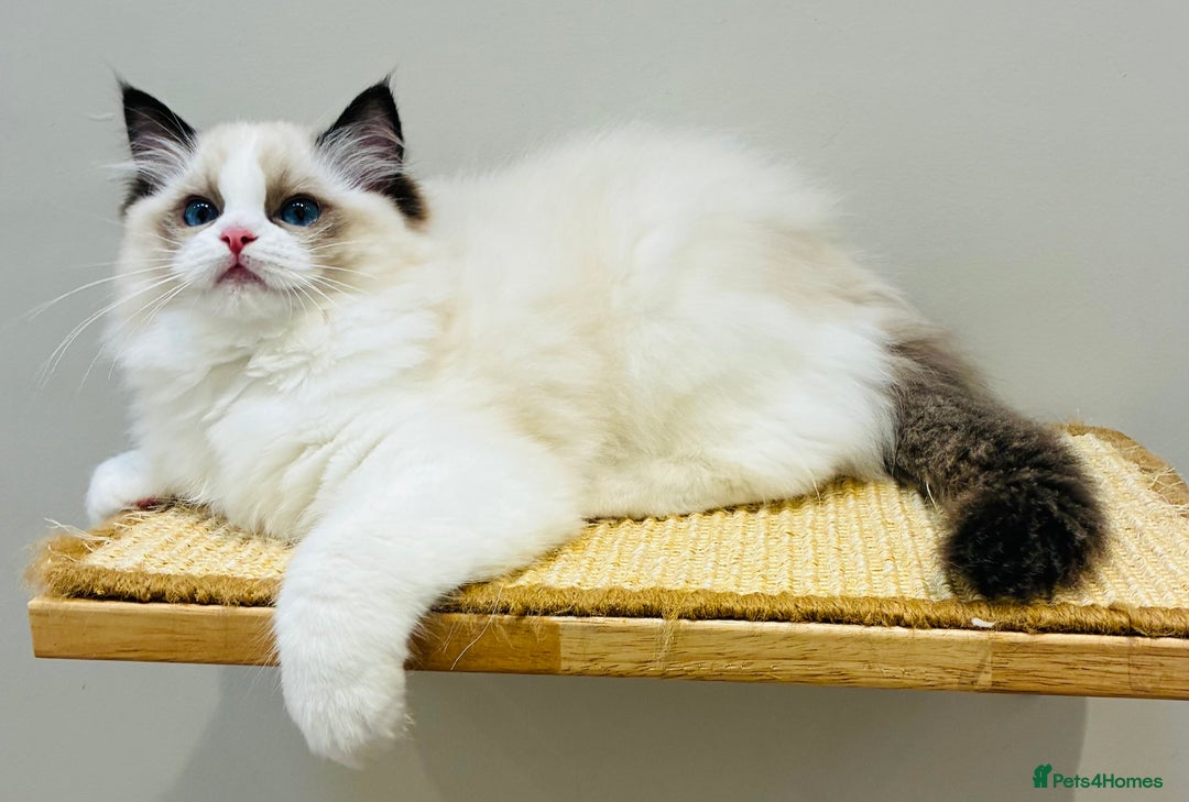 Ragdoll cats for sale: Champion Lines - Ragdoll Kittens - Advert 14