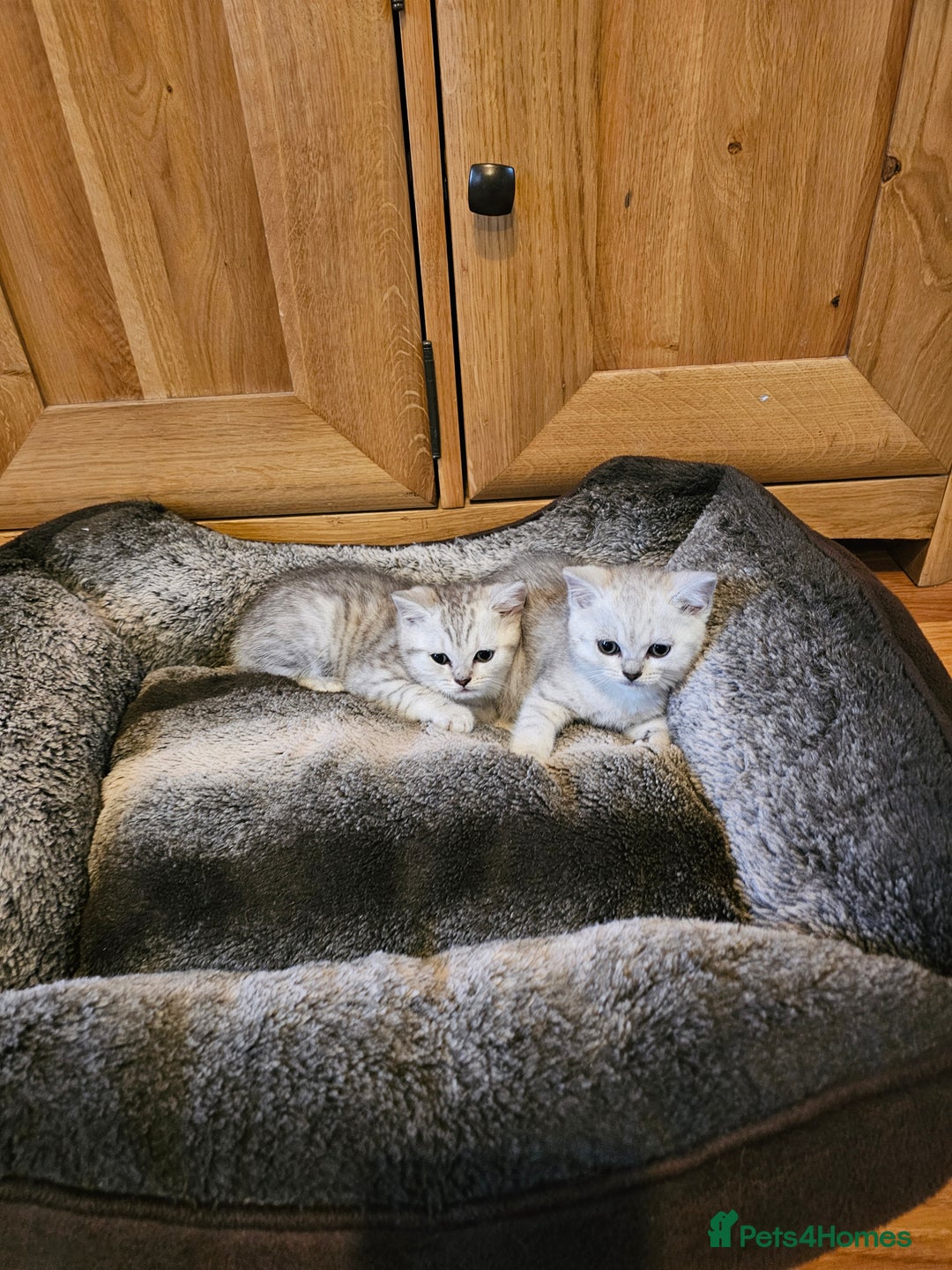 British Shorthair cats for sale: British shorthair kittens for sale.  - Image 5