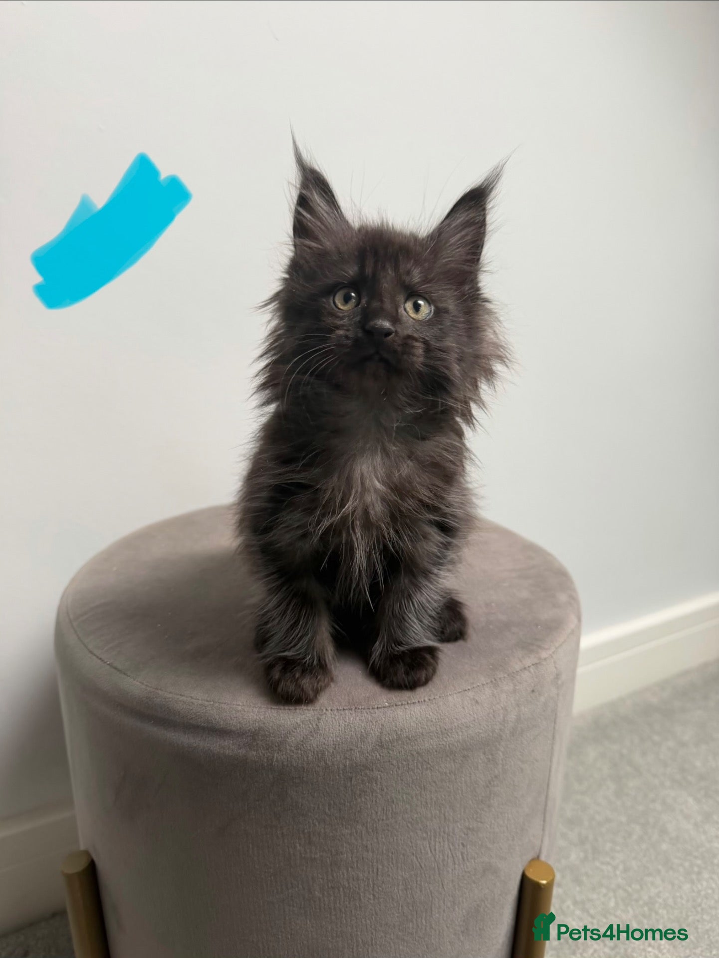 Maine Coon cats Ready now 😻 reduced if taken this week ❤️ - Advert 6