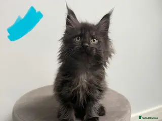 Maine Coon cats Ready now 😻 reduced if taken this week ❤️ - Advert 5