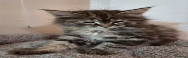 Maine Coon Kitten 5