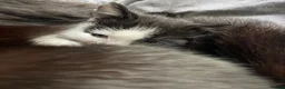 Domestic Shorthair cats for sale: Two beautifully marked male kittens - Advert 9