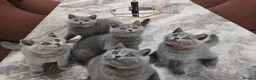 British Shorthair cats for sale: Fully Vaccinated Adorable Gorgeous BSH kittens - Advert 9