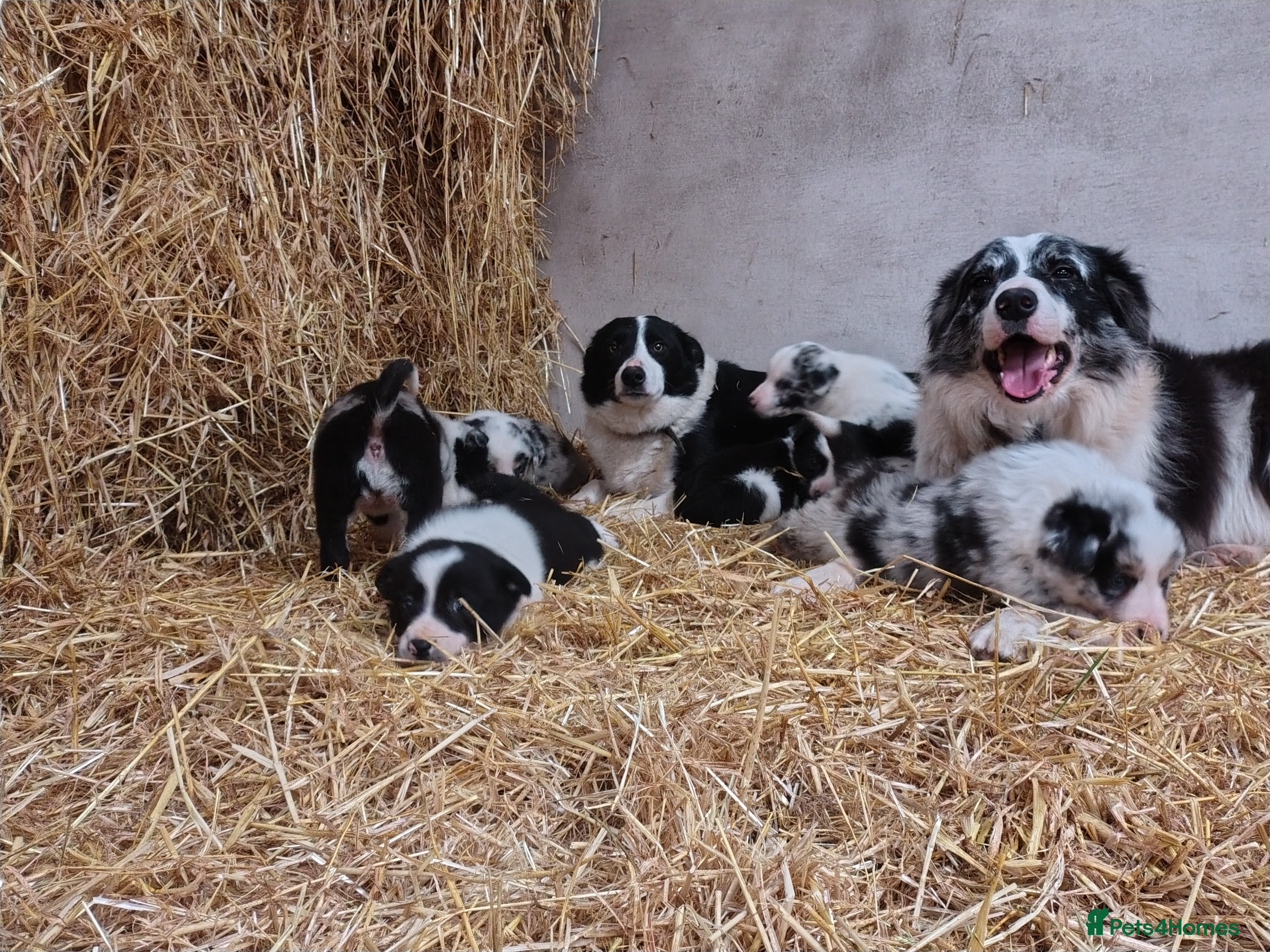 Border Collie dogs Blue merle pups - Advert 6