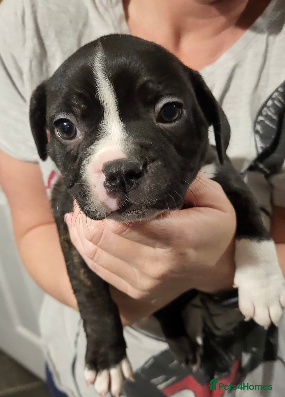 Mixed Breed dogs French bulldog fraffie girl ready to leave now x - Advert 18