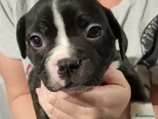 Mixed Breed dogs French bulldog fraffie girl ready to leave now x - Advert 18