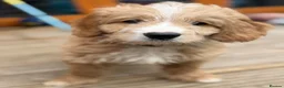 Mixed Breed dogs for sale: Goldendoodle puppies ready to go - Advert 5