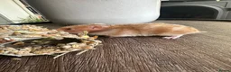 Hamster rodents for sale: Syrian hamster babies - Advert 10