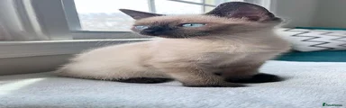 Siamese 2