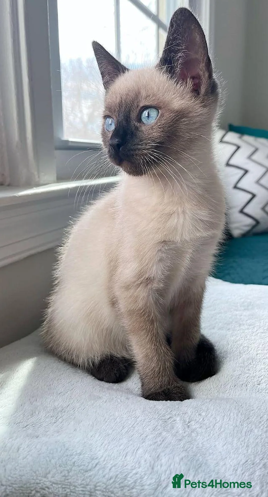 Siamese cats for sale: Two Blue-Eyed Whiskered Wonders siamese kittens - Advert 6