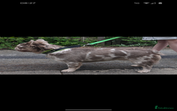 French Bulldog dogs for stud: New shade fluffy merle  in Sheffield - Image 6