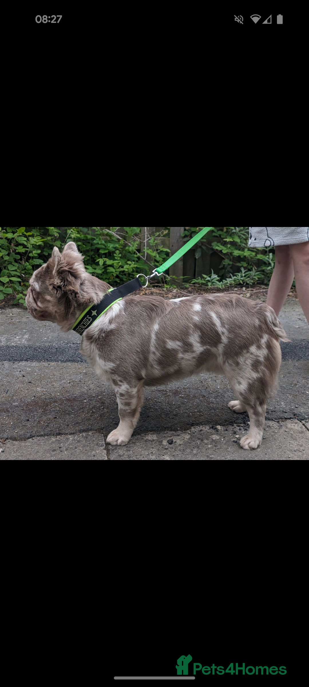 French Bulldog dogs for stud: New shade fluffy merle  in Sheffield - Image 6