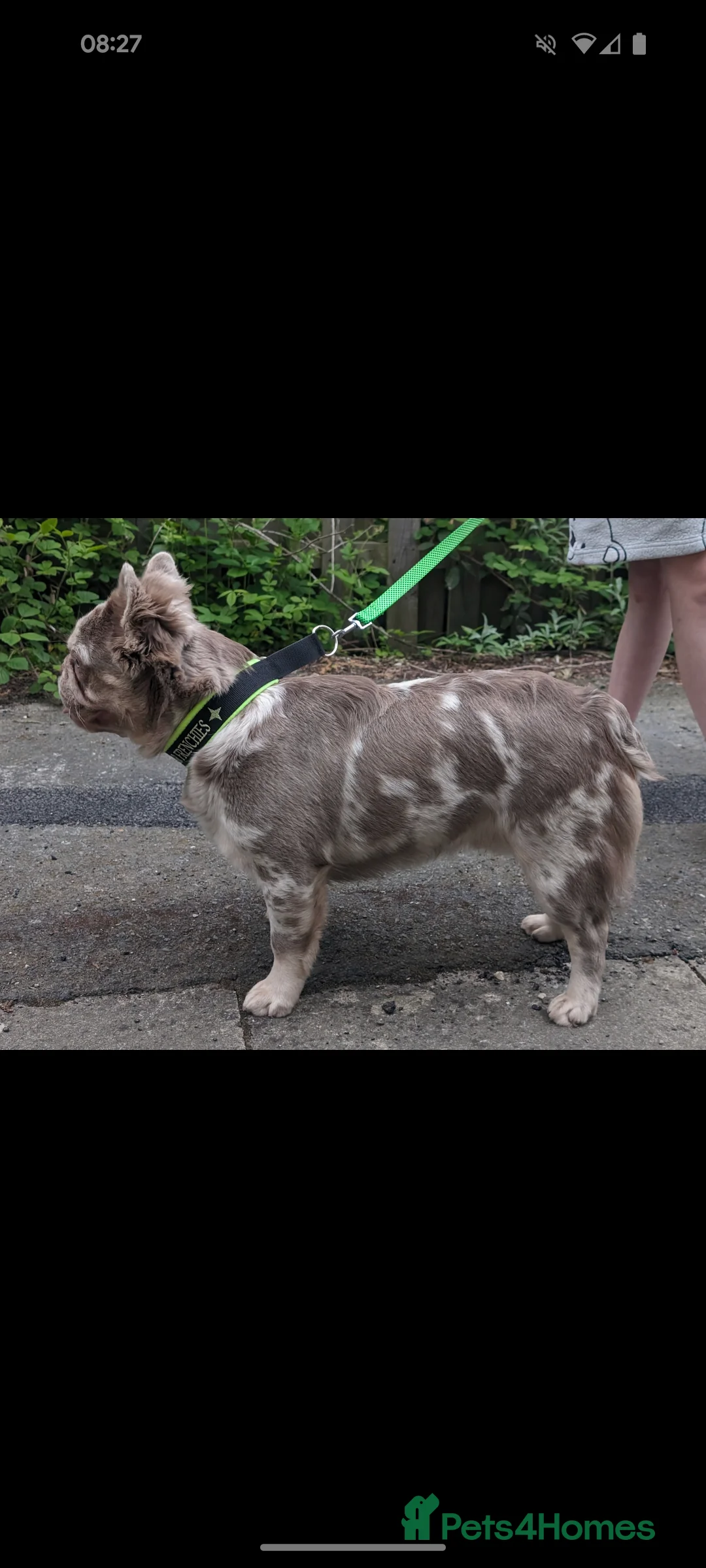 French Bulldog dogs for stud: New shade fluffy merle  in Sheffield - Advert 6