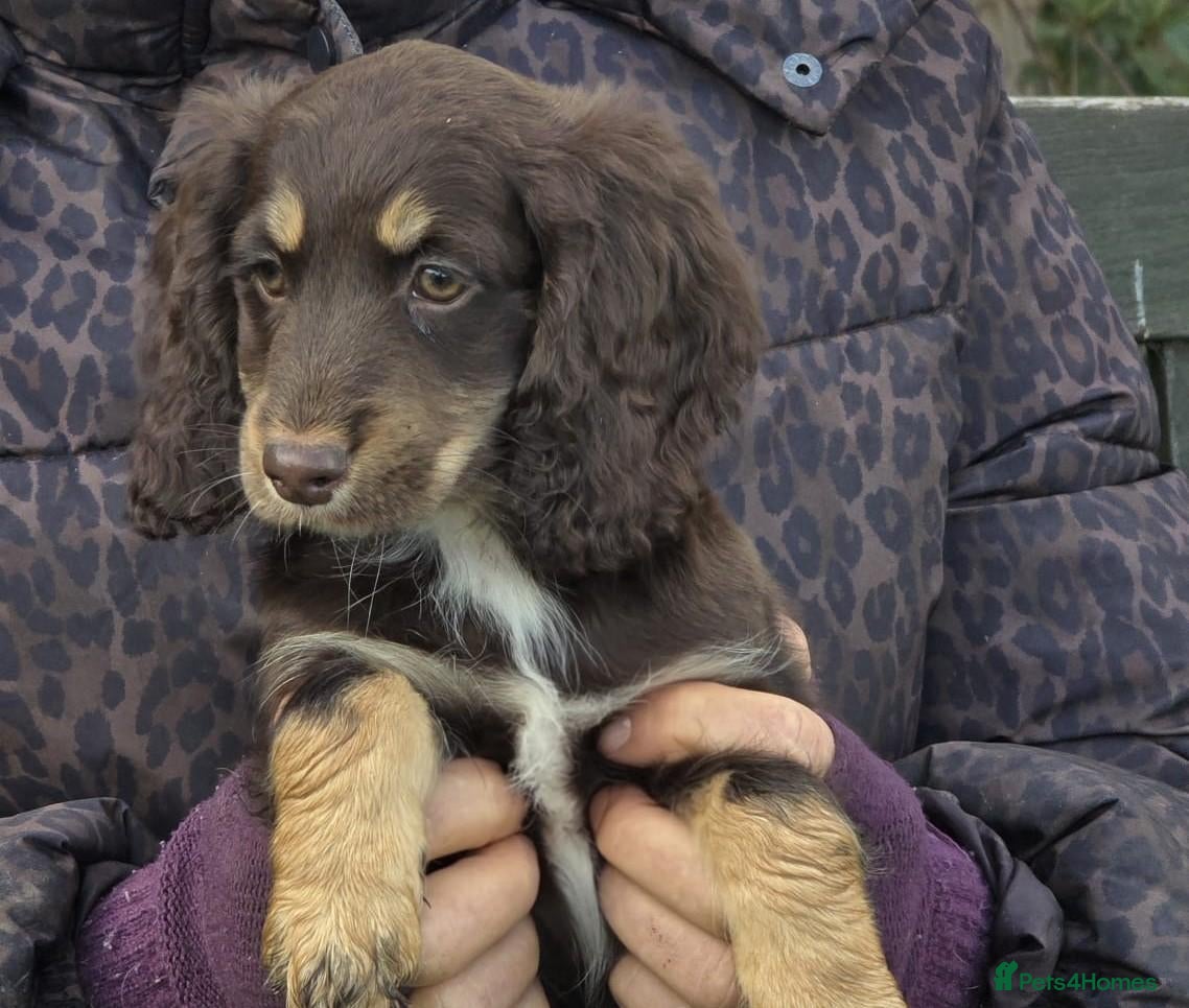 Cockapoo dogs for sale: Quality Cockapoo Puppies Homebred Domestic Licence - Advert 1