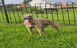 Whippet dogs for sale: CHAMPION SHOW BLOOD KC WHIPPET PUPS - Image 10