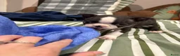Boston Terrier dogs for sale: Kc reg Boston terriers - 1 stunning girl available - Advert 3