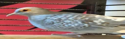 Doves birds for sale: Diamond dove to a good home (read desc  in Bedford - Advert 3