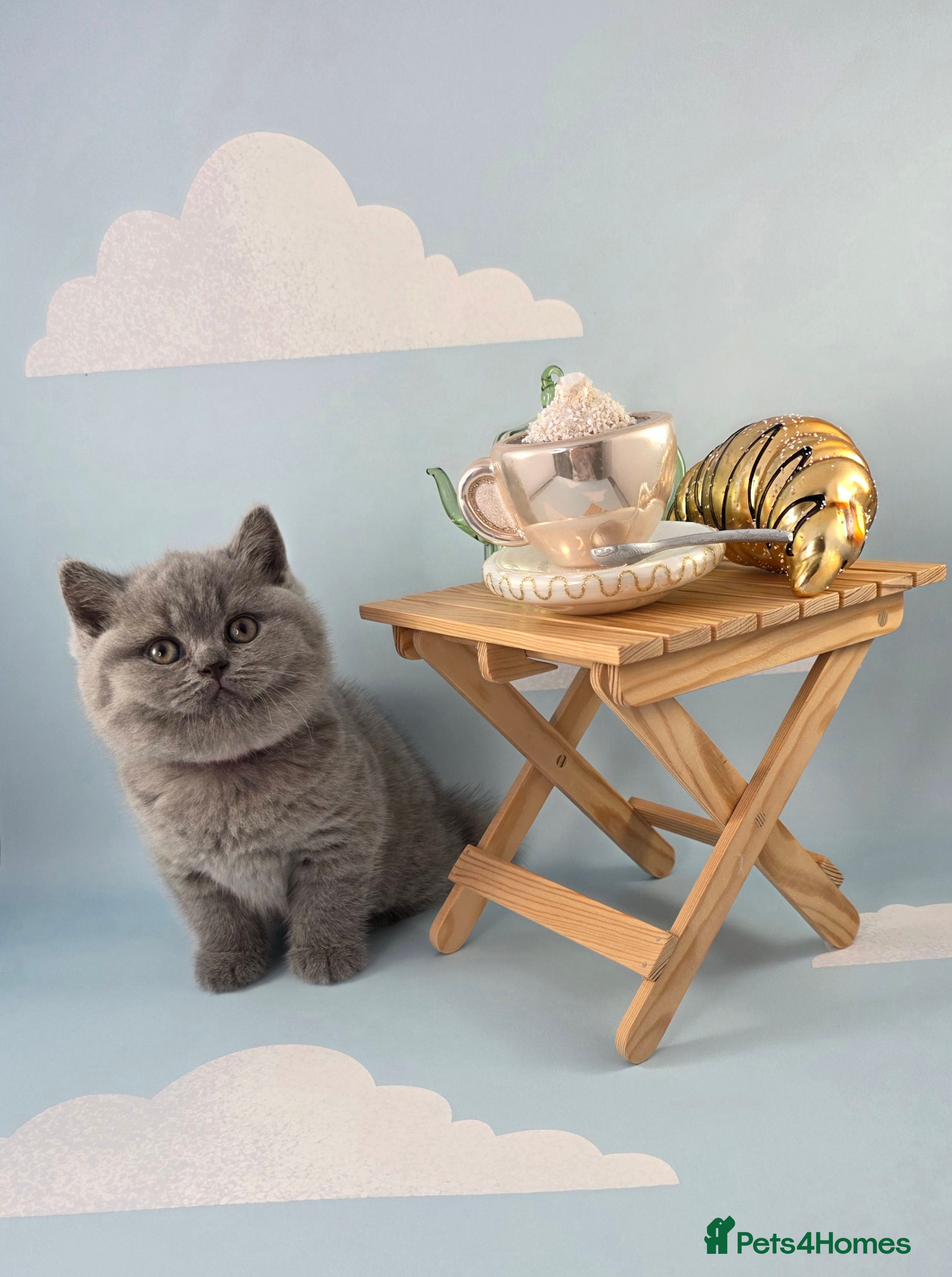 British Shorthair cats for sale: CHAMPION SIRED BSH KITTENS AVAILABLE TO RESERVE - Advert 4