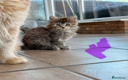 Maine Coon cats for sale: 🐾 Maine Coon Kittens X needing forever home 🐾 - Image 15