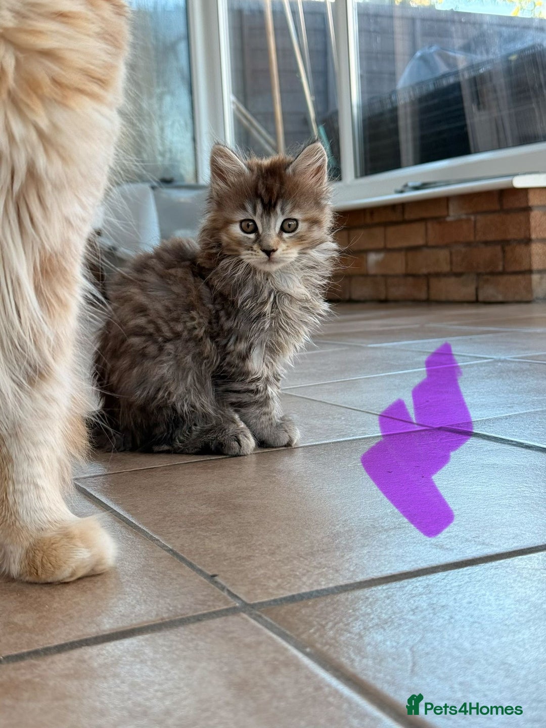 Maine Coon cats for sale: 🐾 Maine Coon Kittens X needing forever home 🐾 - Image 15