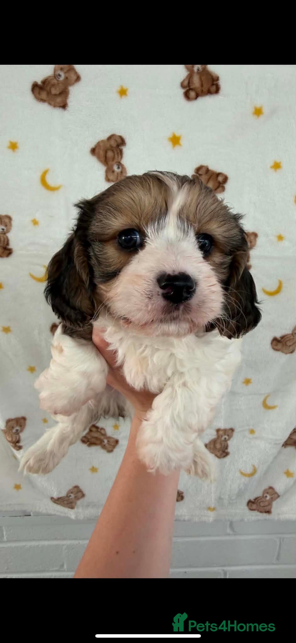 Cavachon dogs Stunning DNA CLEAR PUPPIES - Advert 2