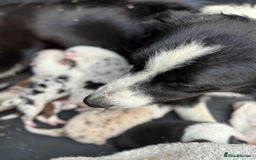 Border Collie dogs for sale: Pure Bred Border Collie Puppies 4 Sale -KC Pending - Image 11