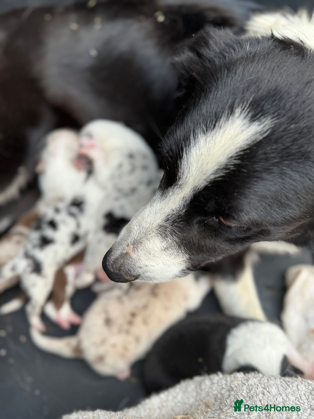Border Collie dogs for sale: Pure Bred Border Collie Puppies 4 Sale -KC Pending - Image 11