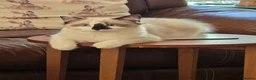 Ragdoll cats for sale: Fully Vaccinated, Microchipped, Insured Ready Now  - Advert 26