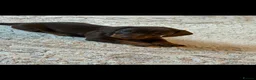 Dachshund dogs for sale: Dachshund puppy for sale - Advert 3
