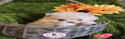 Pomeranian dogs for sale: Cream & white pomeranian puppies - Advert 10