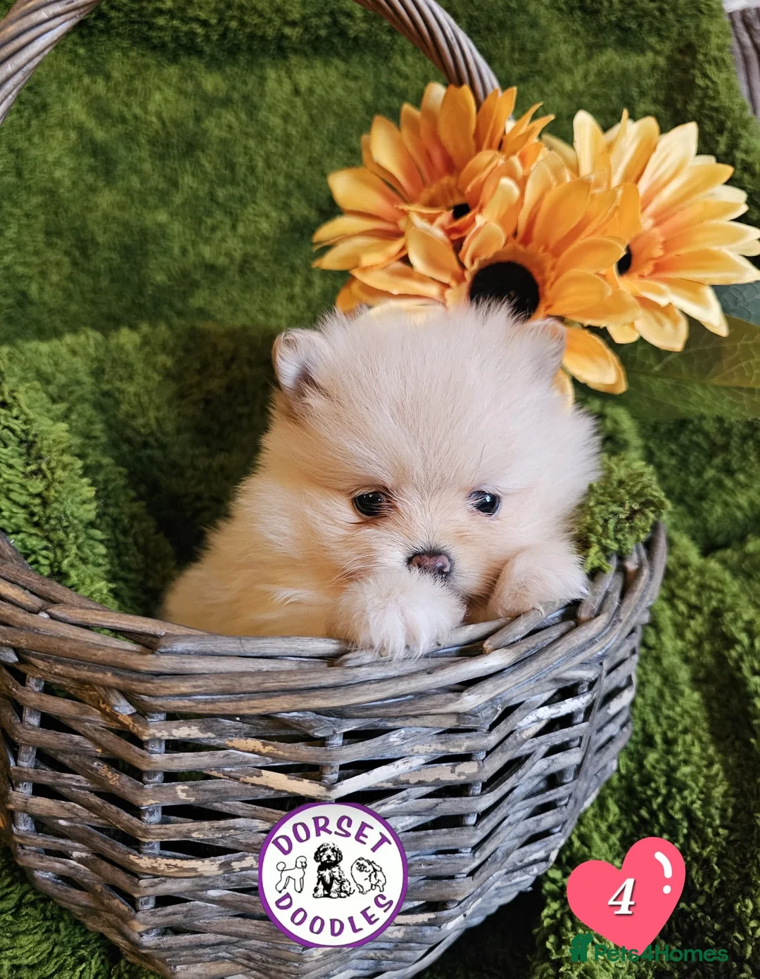 Pomeranian dogs for sale: Cream & white pomeranian puppies - Advert 10