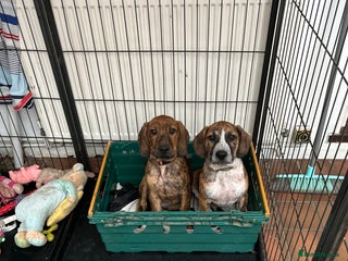 Mixed Breed dogs Delightfuly different - Advert 1