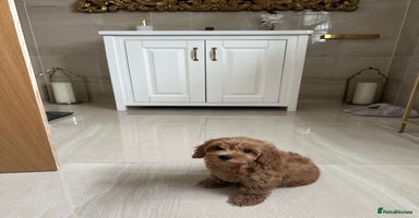 Maltipoo dogs - Advert 15