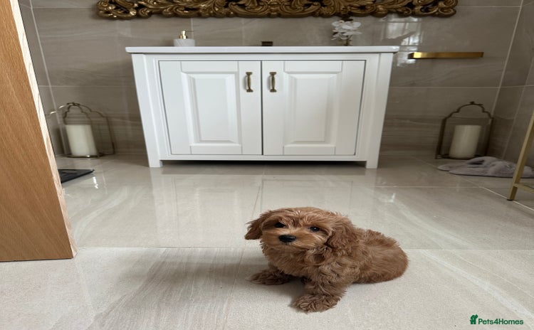 Maltipoo dogs - Advert 11