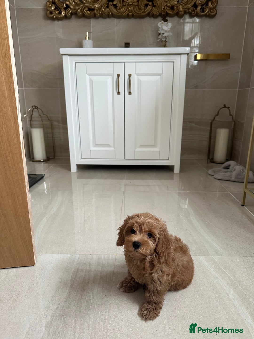 Maltipoo dogs for sale: **CHAMPION MALTIPOOS* HEALTH TESTED PARENTS** - Image 4