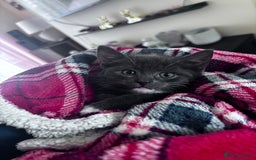 Domestic Shorthair cats for sale: Adorable Grey Tuxedo Kitten – Ready Soon - Image 4