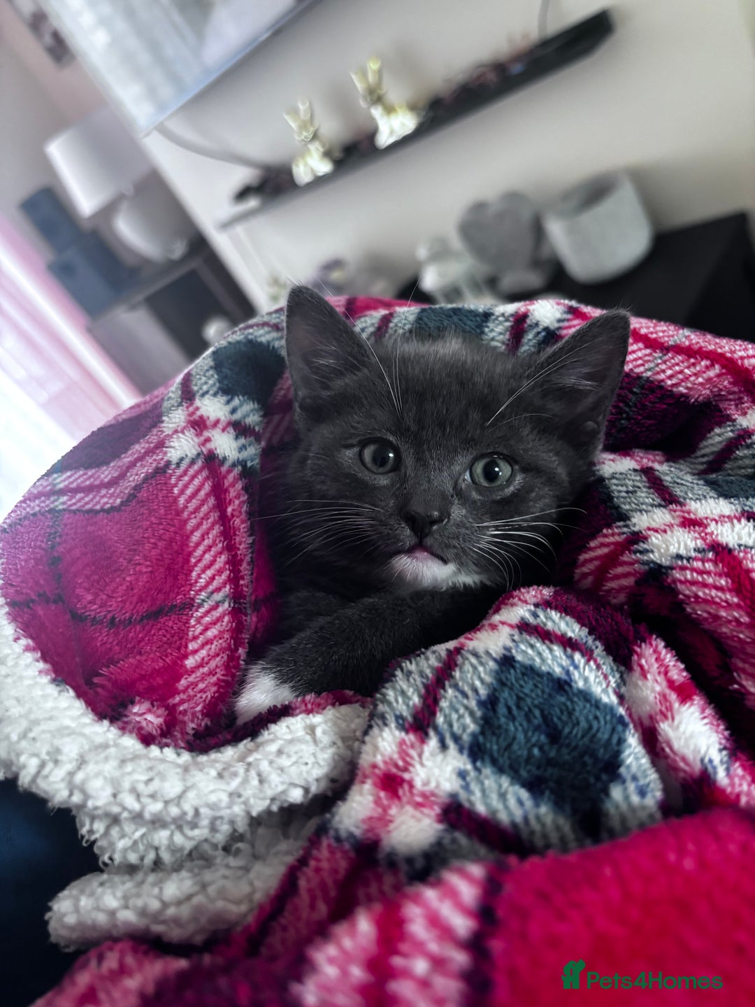 Domestic Shorthair cats for sale: Adorable Grey Tuxedo Kitten – Ready Soon - Image 4