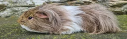 Guinea Pig rodents for sale: Sheltie Male.  - Advert 10