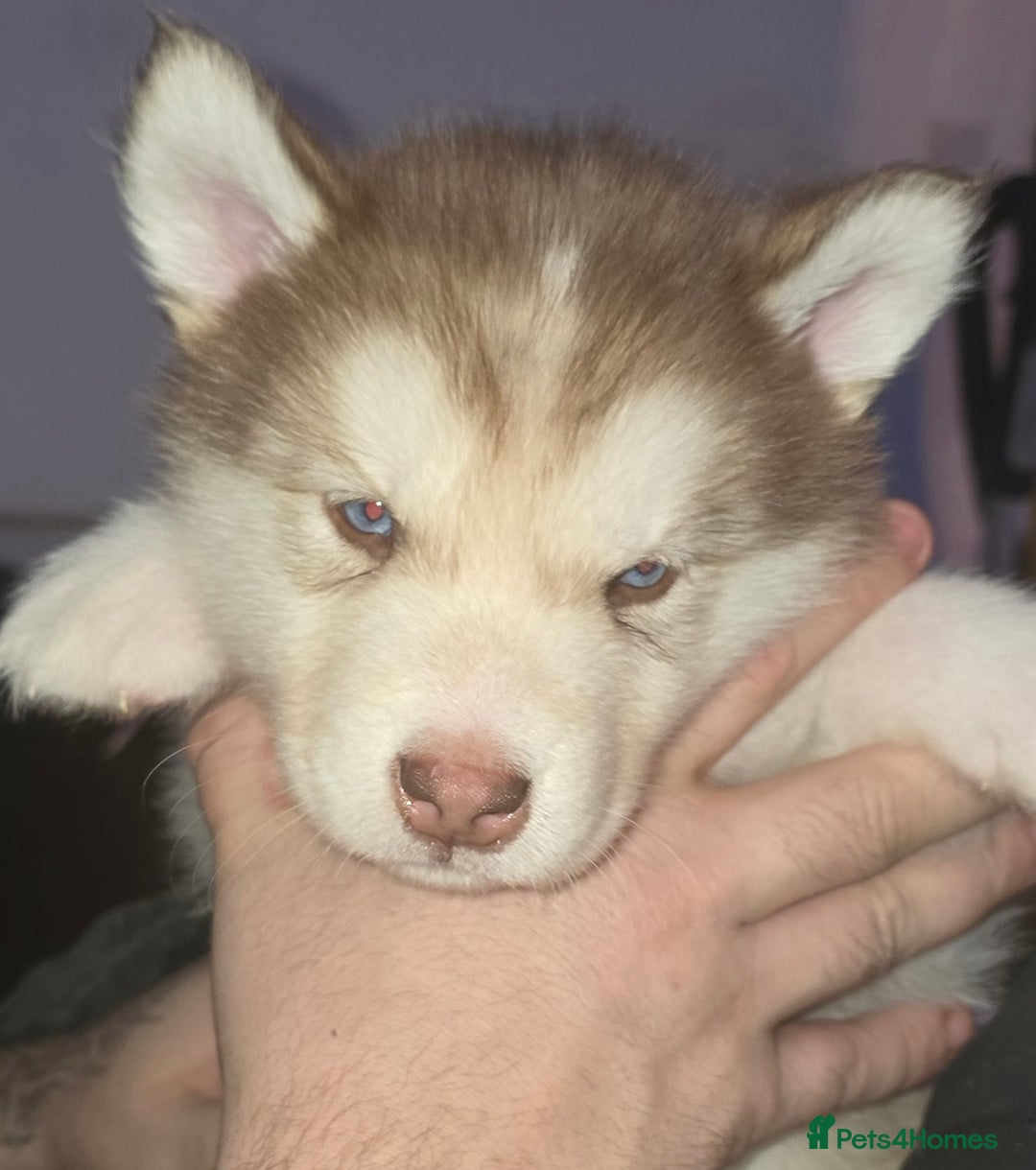Utonagan dogs for sale: Malamute/Huskies  - Advert 11