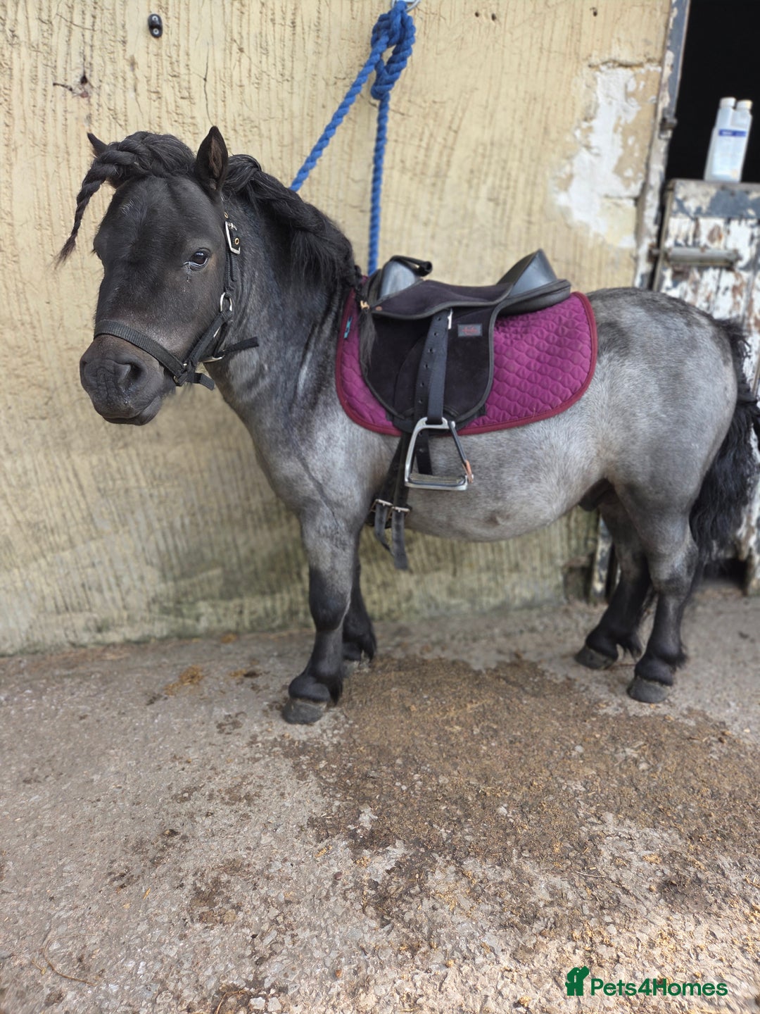 Shetland pony horses for sale: Beautiful 7,2h Mini shetland Gelding  - Image 7
