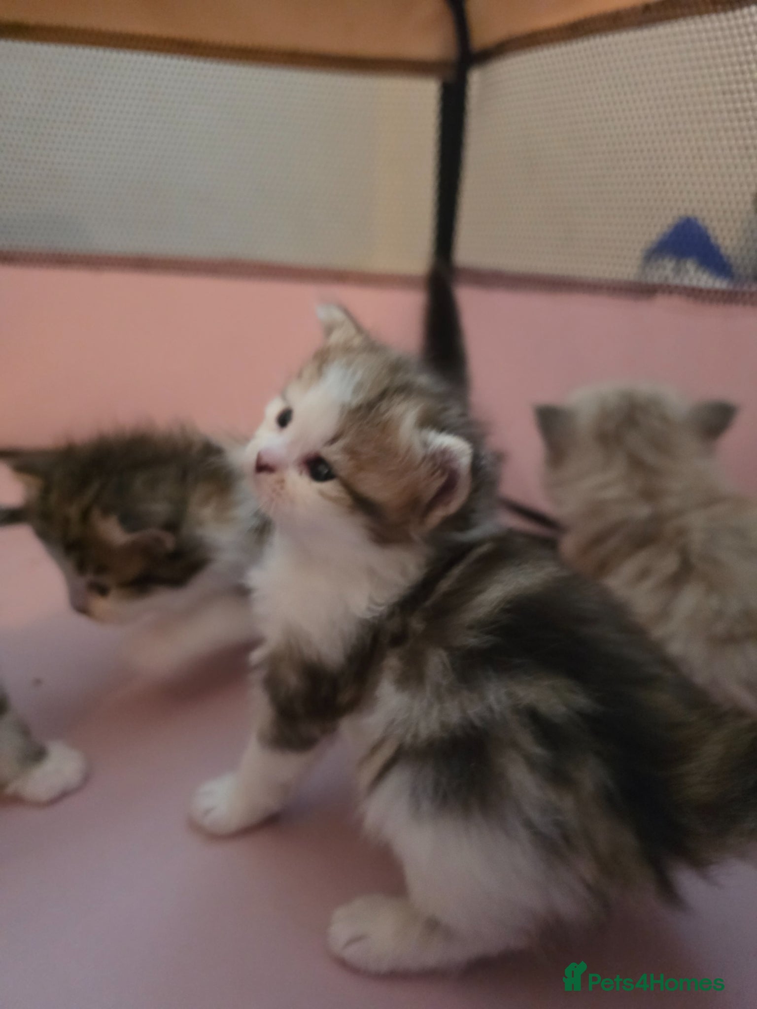 Siberian cats Pure gorgeous Siberian Kittens - Advert 14