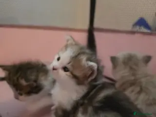 Siberian cats Pure gorgeous Siberian Kittens - Advert 14