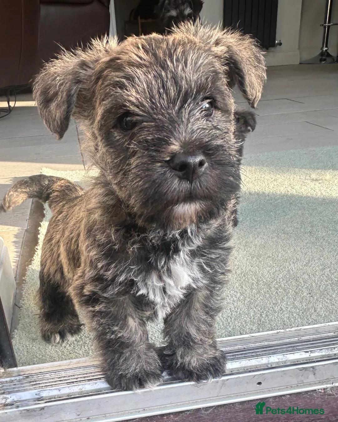 Mixed Breed dogs for sale: Beautiful Wowzer pups - Advert 1