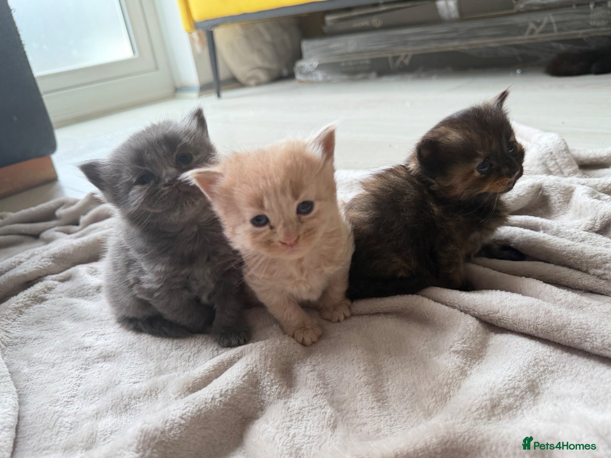 Mixed Breed cats 6 kittens  - Advert 2